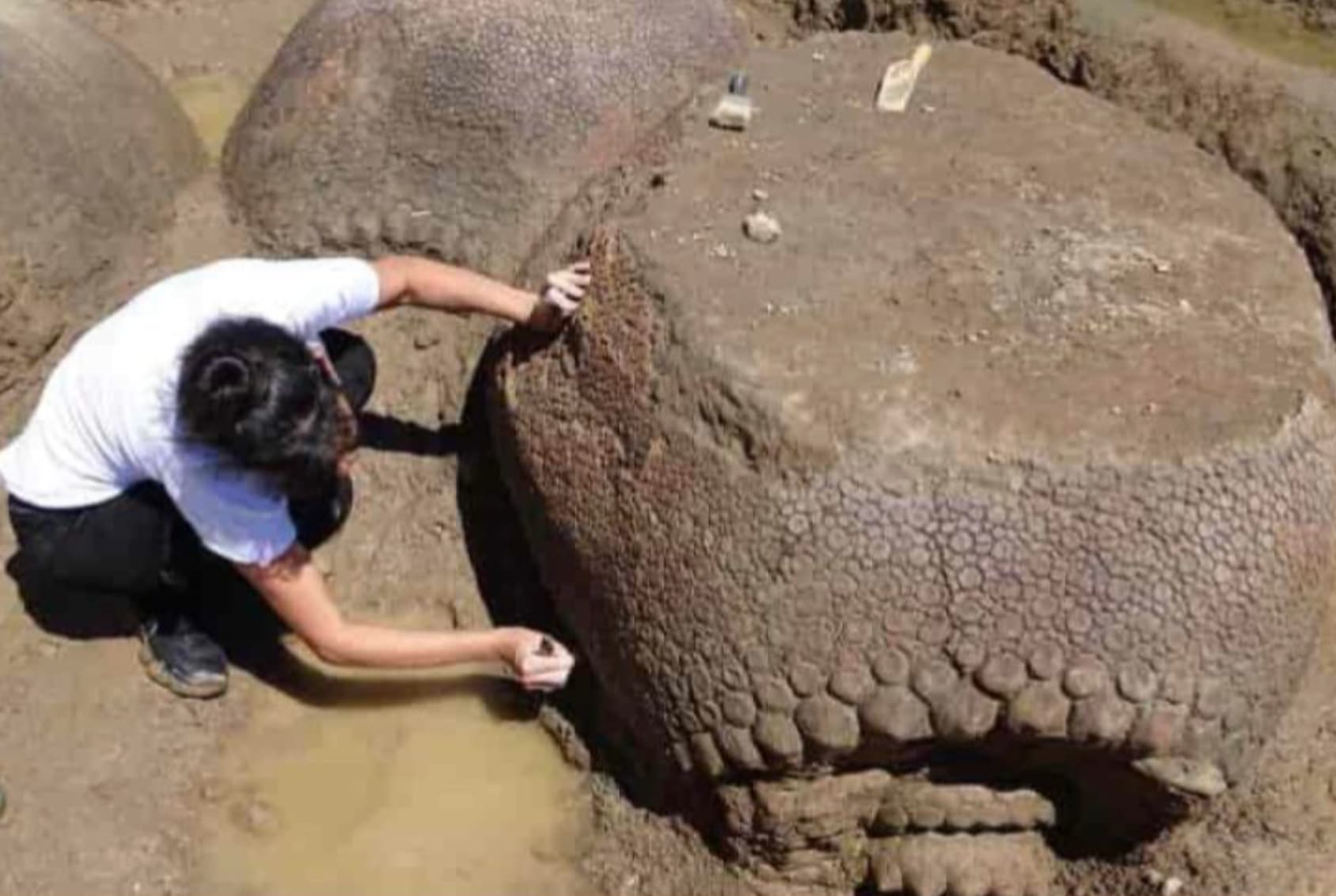 argentinian farmer glyptodon